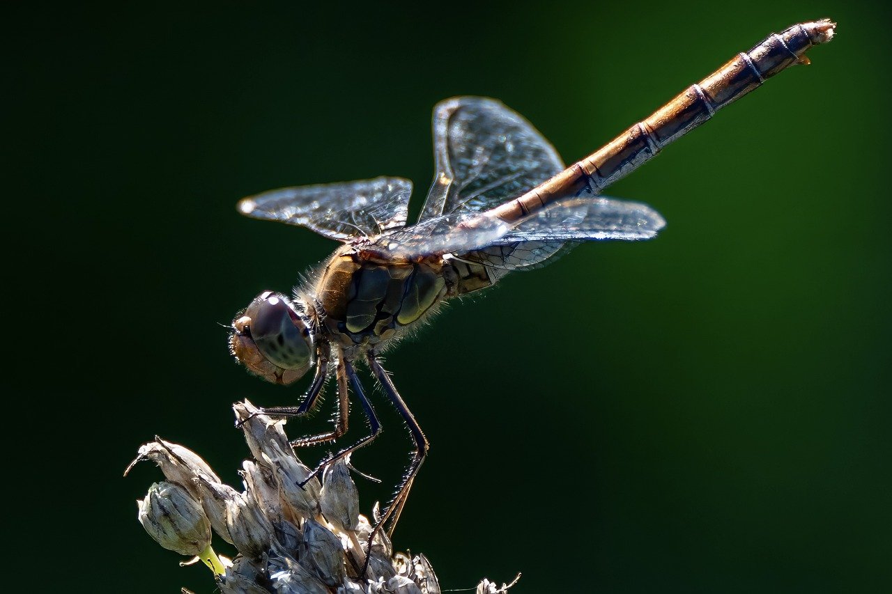 Entomophagy: Can Eating Insects Save the Planet?